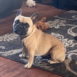 Lola - French Bulldog
