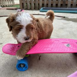 Bernedoodle, Poodle, and Saint Berdoodle Puppies from Myt fine doodles