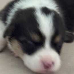 Girl 3 - Black and tan female Pembroke Welsh Corgi puppy in Huntington Beach, California from Gingerbread