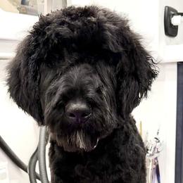Clove - Black male Bernedoodle puppy in Yarnell, Arizona from Boulder Mountain Doodles