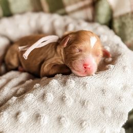 Elk - Red female Cavapoo puppy in Idaho Falls, Idaho from Freckle Paw Family