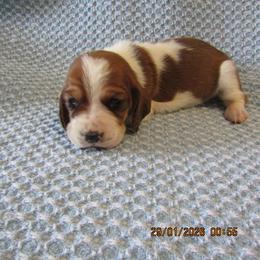 Ava - Red and white female Basset Hound puppy in Francesville, Indiana from Sandyhill Basset Hounds