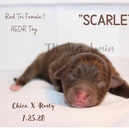 Miniature Australian Shepherd and Toy Australian Shepherd Puppies from TK Mini & Toy Aussies