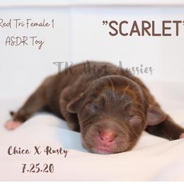 Miniature Australian Shepherd and Toy Australian Shepherd Puppies from TK Mini & Toy Aussies