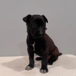 Pink - Black sable female Belgian Malinois puppy in Muskegon, Michigan from Red Acres Working Line K9s