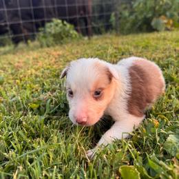Tank - Red merle male Border Collie puppy in Chattanooga, Tennessee from Ross Vegas Kennels