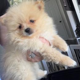 Light green - Cream sable parti male Pomeranian puppy in Cheektowaga, New York from Buffalo Pomeranians 716