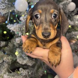 Josie - Gray (blue) and tan female Dachshund puppy in Mountain Grove, Missouri from Happy Hounds and More🐾