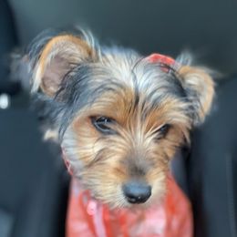 Yorkshire Terriers from Charlie and Chase kennel
