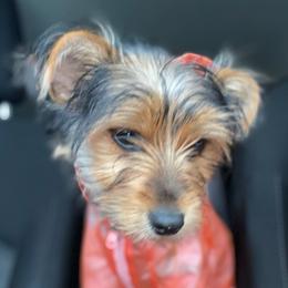 Yorkshire Terriers from Charlie and Chase kennel