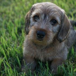 LUKA - Red male Dachshund puppy in Mc Neil, Arkansas from Shining A Lowriders & Co.