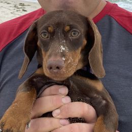 Remi - Dachshund
