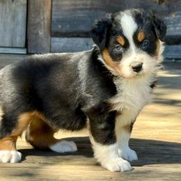 Boone Brown - Black tri-color male Australian Shepherd puppy in Statesville, North Carolina from Charming Australian Shepherds
