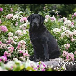 Drama - Labrador Retriever