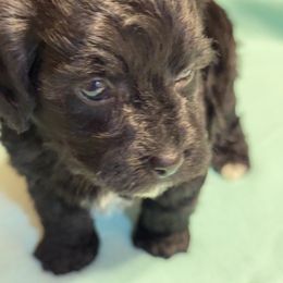 Axel - Black Yorkipoo puppy in Independence, Kentucky from 4paws4ever by Design