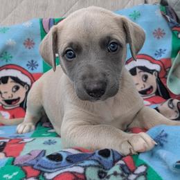 Whippet puppies from Imperialis Kennels