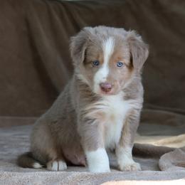 Paddy - Red Collar - Lilac male Border Collie puppy in Courtland, Alabama from C Bar C Ranch Border Collies