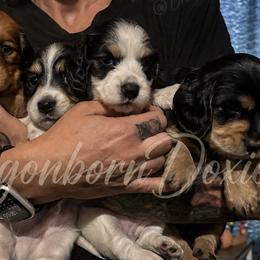 Dachshunds from melissa Milano