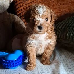 Sunkiss - Red and white male Shihpoo puppy in Macon, Georgia from Shipoo Lane