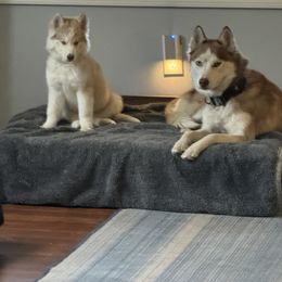 Siberian Husky Puppies from Young Orchard Siberians