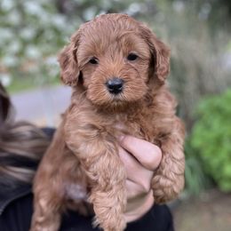 Maltipoo Puppies from Jessica's Maltipoos