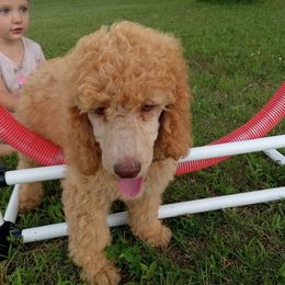 Labradoodle, Labrador Retriever, and Poodle Puppies from Quiverfull Acres