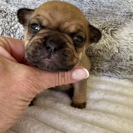 Josephine - Fawn female French Bulldog puppy in Renton, Washington from Laurel Canyon Kennels