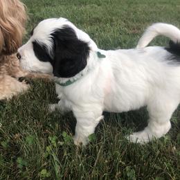 Australian Labradoodle Puppies from Asheville Doodles