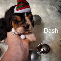 Dash - Black brown and white male Basset Hound puppy in Mack's Creek, Missouri from Mack's Creek Basset Hounds