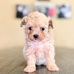 Anna - Apricot female Maltipoo puppy in Bells, Texas from Partridge Doodles and Poodles