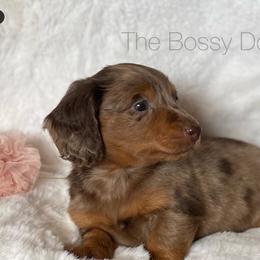 Dachshund and Miniature Schnauzer Puppies from The Bossy Doxie Farm