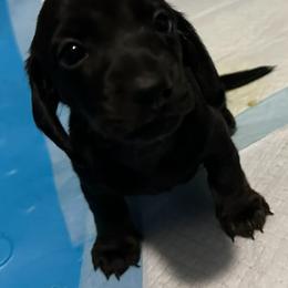 Boy - Black male Dachshund puppy in Fayetteville, Arkansas from Heyliger Hounds