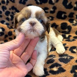 AKC GUCCI - Gold and white female Shih Tzu puppy in Long Beach, California from Prieto Shih-Tzu's