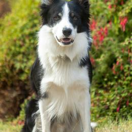 Tucker - Border Collie