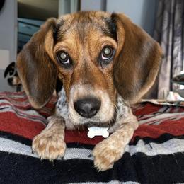 Beagles from Lazy B Beagles