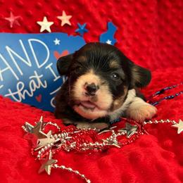 Glory - Black and tan female Pembroke Welsh Corgi puppy in Hotchkiss, Colorado from Grand Mesa Corgis