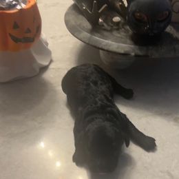 Cavapoo puppies from Manoka's Honeybee