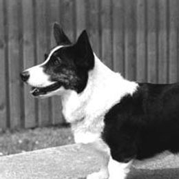 Nancy - Cardigan Welsh Corgi