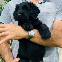 Giant Schnauzer Puppies from JAMG Schnauzers