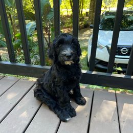 Sly - Black male Whoodle puppy in Concord, North Carolina from RockyRiverDoodles