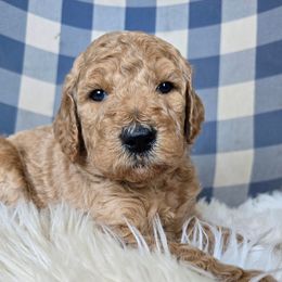 Theo - Red male Labradoodle puppy in Galt, Missouri from Only Doodles!