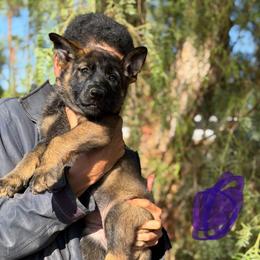 Purple Girl - Sable female German Shepherd puppy in Riverside, California from Von Der Sagobi