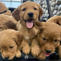 Girl 2 - female Golden Retriever puppy in Fort Worth, Texas from Fort Worth Goldens
