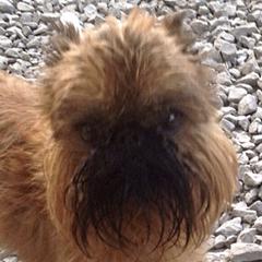 Max - Brussels Griffon