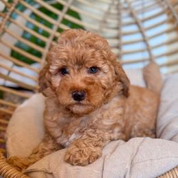 Saguaro - Apricot male Goldendoodle puppy in Jackson, Tennessee from Doodlebug Farms