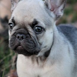 French Bulldogs from Bleu Amore French Bulldogs