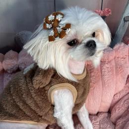 Tsarina - White female Maltese puppy in San Diego, Temecula, Ontario, California from Yorkie & Maltese Royalty