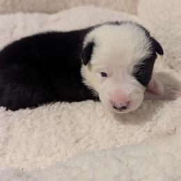 Davey Jones - Black and white male Border Collie puppy in Linton, Indiana from Kraken Border Collies