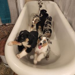 Miniature American Shepherd and Miniature Australian Shepherd Puppies from Patience Creek Mini Aussie