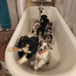 Miniature American Shepherd and Miniature Australian Shepherd Puppies from Patience Creek Mini Aussie